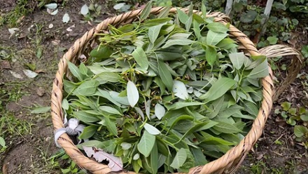 为什么重庆街头四处可见的老鹰茶，居然不是茶？