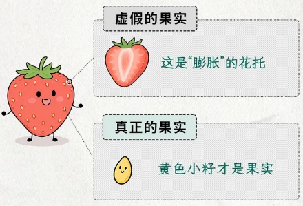 为什么草莓不属于浆果，而辣椒属于浆果？