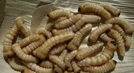 为什么美国会将蛆定义成「医疗设备」？