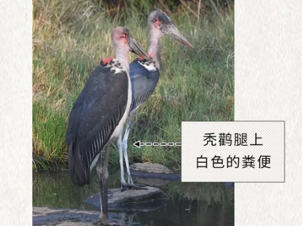 为什么有些鸟会故意把粪便拉在自己腿上？