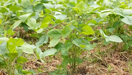 「肉食者鄙」代指身居高位着，平民百姓用什么指代呢？