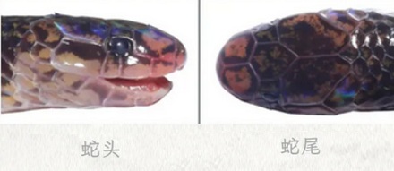 长了两个脑袋的「两头蛇」，到底哪个脑袋说了算？