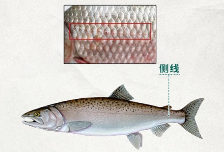 为什么鱼明明是近视眼，庞大的鱼群中却很少发生「撞车」事件？