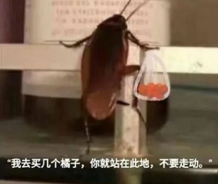为什么科学家要给大蟑螂开发潜水服？
