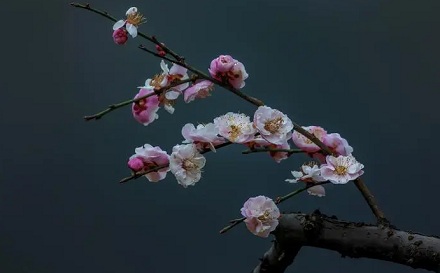 为什么说「梅花香自苦寒来」?
