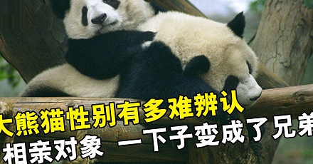 为什么大熊猫的性别这么难分辨?