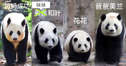 为啥大熊猫3岁多才能辨别性别?