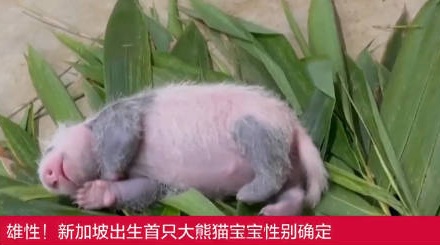 为啥大熊猫3岁多才能辨别性别?