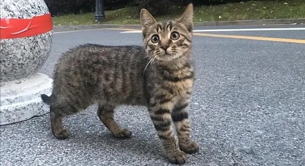 为什么流浪的都是狸花猫?