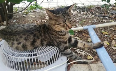 为什么流浪的都是狸花猫?