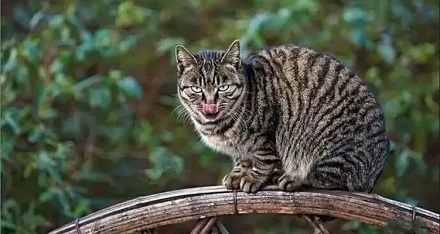 为什么流浪的都是狸花猫?