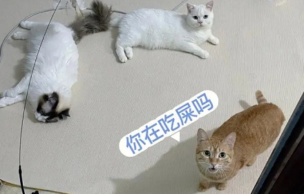 我拉屎的时候,有人非过来要吃我的屎,这犯法吗?