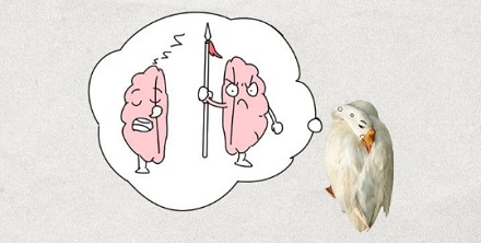 为什么巴西监狱要用鹅来看犯人?
