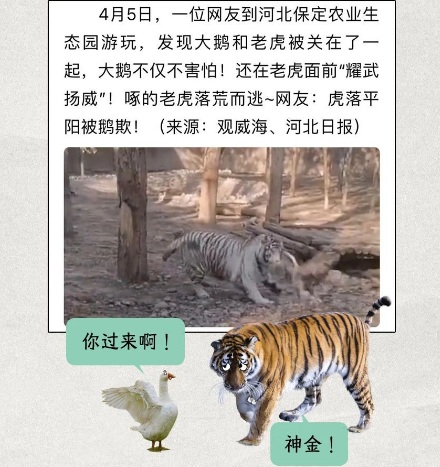 为什么巴西监狱要用鹅来看犯人?