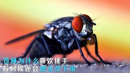 为什么苍蝇一停下来就喜欢搓手?