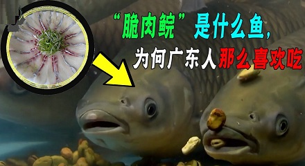 为什么给草鱼吃蚕豆,它的肉就会变脆?