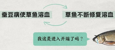 为什么给草鱼吃蚕豆,它的肉就会变脆?