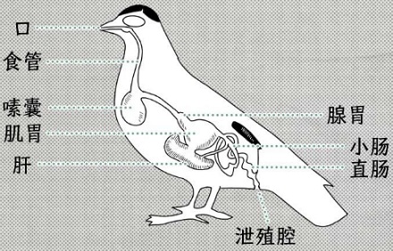 为什么鸟要在白车上拉黑屎,黑车上拉白屎?