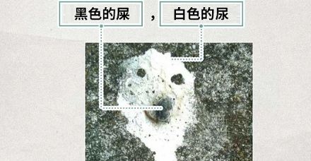 为什么鸟要在白车上拉黑屎,黑车上拉白屎?