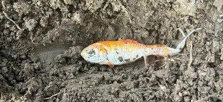 为什么鱼在脏水里不会死,在干净的鱼缸里却死了?
