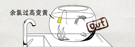 为什么鱼在脏水里不会死,在干净的鱼缸里却死了?