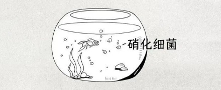 为什么鱼在脏水里不会死,在干净的鱼缸里却死了?