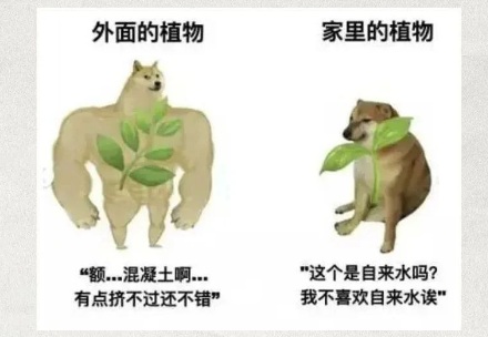 为什么鱼在脏水里不会死,在干净的鱼缸里却死了?