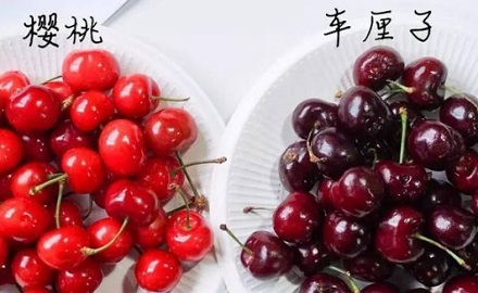 樱桃和车厘子到底是啥关系?