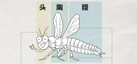 蜘蛛为什么不是昆虫?
