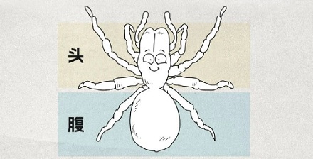 蜘蛛为什么不是昆虫?