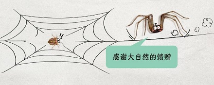 蜘蛛为什么不是昆虫?