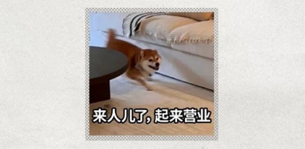 为什么「嘬嘬嘬」是全国统一的叫狗方式?