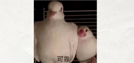 古时候飞鸽传书能传多远?鸽子不会迷路吗?