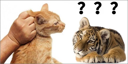 捏住老虎的后脖颈,它会不会和猫一样乖?