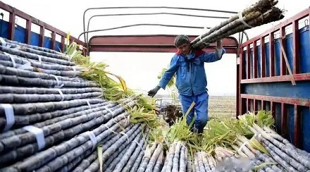 为什么西瓜这么甜,却不用它来制糖?