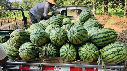 为什么西瓜这么甜,却不用它来制糖?