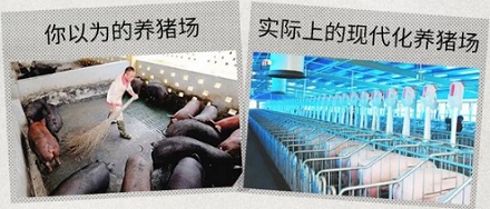 为啥养猪场里绝对不能出现猫?