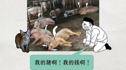 为啥养猪场里绝对不能出现猫?
