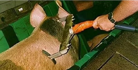 外国的猪肉为什么又骚又臭?