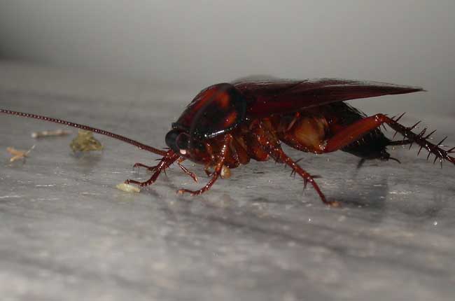 蟑螂(cockroach )是运动最快的六足动物