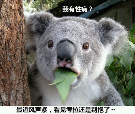 关于萌萌的考拉,你了解多少?