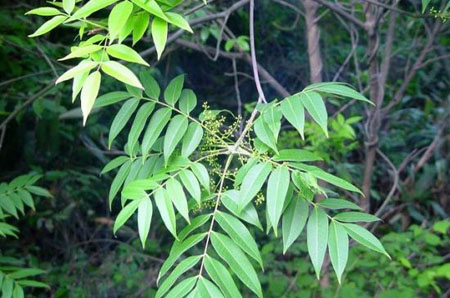 漆树:能张嘴咬人的植物