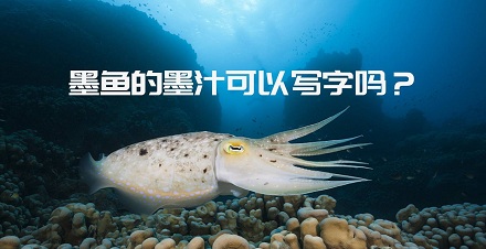 墨鱼的墨汁可以写字吗?