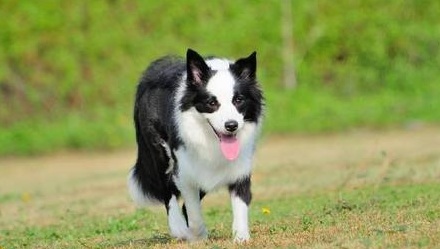 世界犬类智商排名第一的是哪种狗?