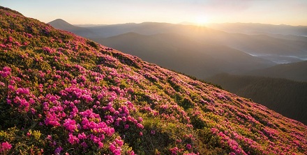 贵州省花杜鹃:贵州毕节市百丽杜鹃