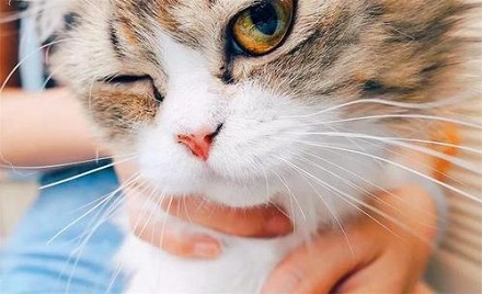 猫咪的胡须有什么用?