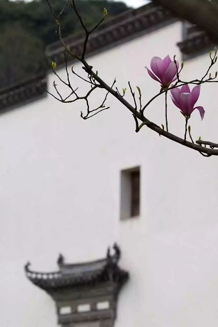 「前不栽桑,后不栽柳」到底什么意思?