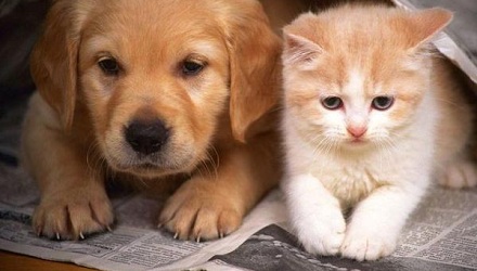 猫和狗谁更聪明?