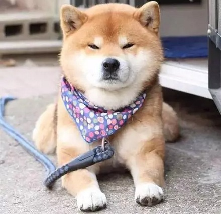 宠物狗狗几岁是中年呢?