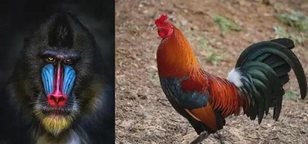 为什么很多哺乳动物的颜色很单调?
